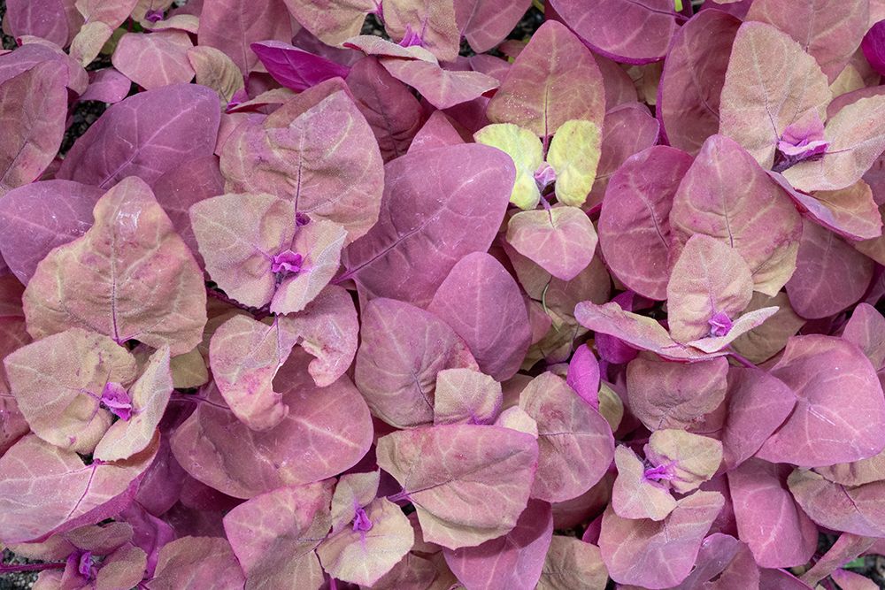 Issaquah- Washington State- USA. Red Orach or Purple Mountain Spinach plants